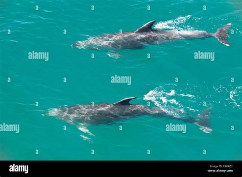 New Zealand North Island Bay Of Islands Bottlenose Dolphins Large