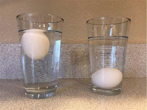 Floating Egg Experiment Conclusion