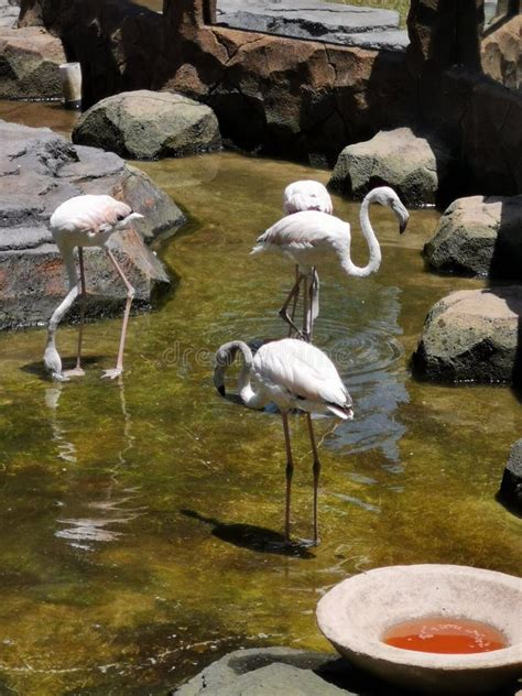 Animals are drinking water stock image. Image of animals - 265536033