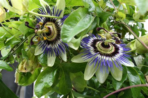 Passion Flower Wallpapers Wallpaper Cave