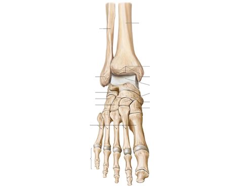 The Foot and Ankle Bones Quiz