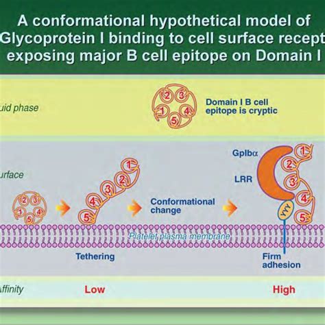 Pdf The Role Of Beta Glycoprotein I In Inflammation And Autoimmunity