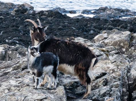 Mull Wildlife - Mull Magic Wildlife Walks