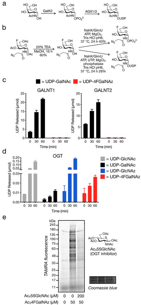 4fgalnaz Is An O Glcnac Reporter A Galnac Salvage Pathway Of Download Scientific Diagram