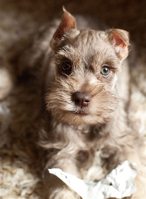 Liver Pepper Mini Schnauzer Green Eyes Schnauzer Puppy Miniature