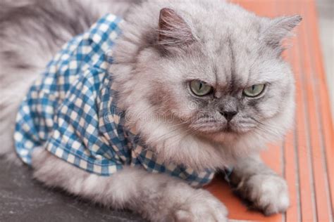 A Persian Cat Laying Down On The Floor Stock Photo Image Of Breed