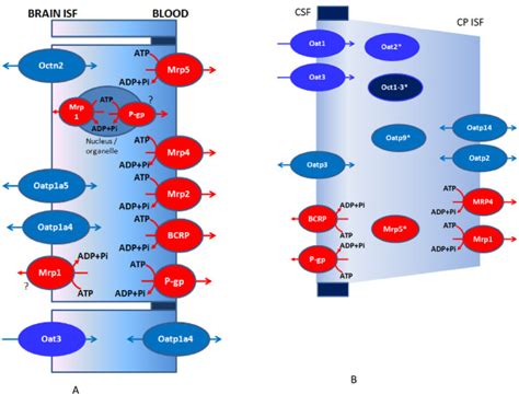 Distribution Of ABC Transporters Organic Anion Cation Transporters And