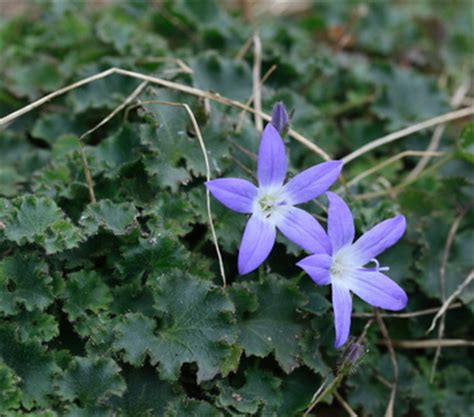 Periwinkle As a Ground Cover | Garden Guides