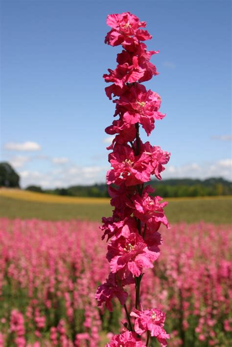 Silver Falls Seed Company Larkspur Rocket Carmine