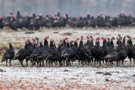 Rusia Identifica Primer Caso De Gripe Aviar H5n8 En Un Humano