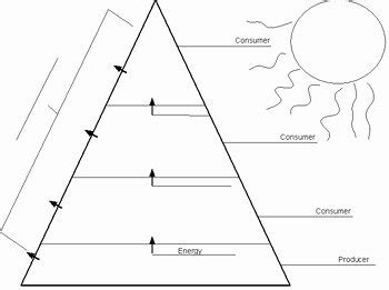 50 Ecological Pyramids Worksheet Answers