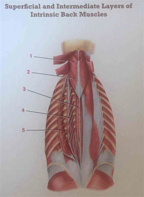 Superficial And Intermediate Layers Of Intrinsic Back Muscles Labeling