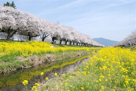 佐奈川堤の桜｜三遠南信地域観光情報サイト めぐる！三遠南信