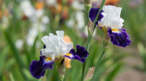 Bearded Iris Care And Growing Guide How To Grow These Vibrant Flowers