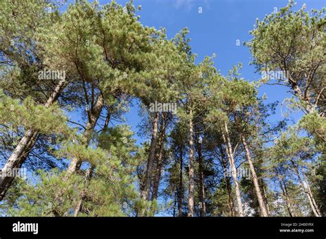 Corsican Pine Uk Summer Hi Res Stock Photography And Images Alamy