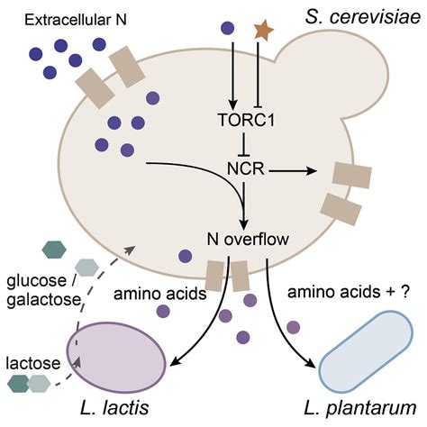 Yeast Creates A Niche For Symbiotic Lactic Acid Bacteria Through Nitrogen Overflow Cell Systems