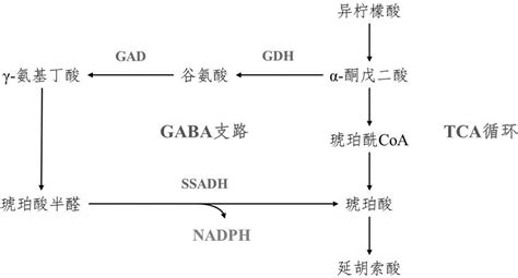 一种头孢菌素c的制备方法及其所用的基因工程菌与流程