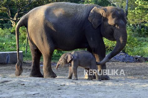 Lahan Habitat Gajah Sumatera Berkurang Hektare Republika Online