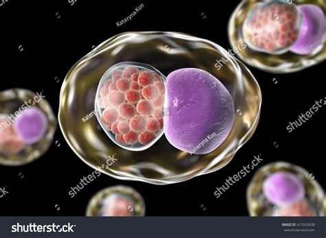 Chlamydia Inclusion Human Cells 3d Illustration Stock Illustration 417653638 - Shutterstock