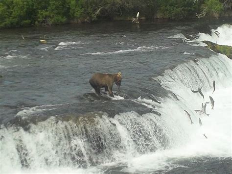 Brooks Falls - Katmai National Park