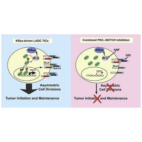 Protein Kinase Cι Drives A Notch3 Dependent Stem Like Phenotype In