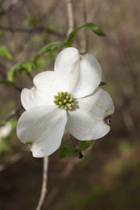 Dogwood Tree North Carolina Stock Photos - Free & Royalty-Free Stock ...