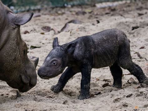 Endangered Sumatran rhino born in Indonesia - TODAY