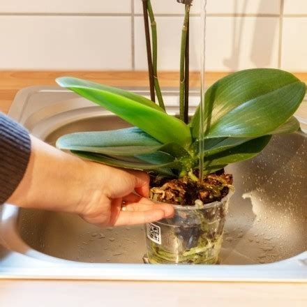 Amaryllis Schnittblumen Richtig Anschneiden Frag Mutti