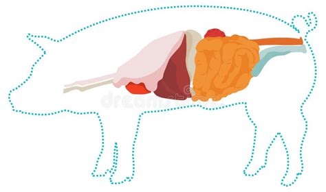 Pig Digestive System Anatomy