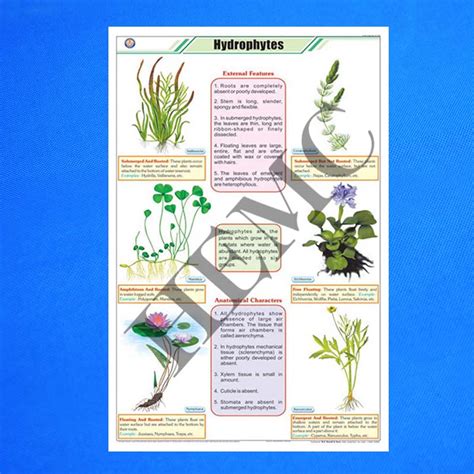 Hydrophytes - Laboratory-Products