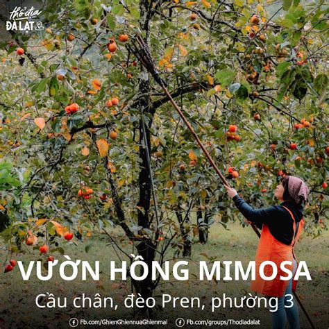 NHỮNG VƯỜN HỒNG ĐẸP QUÊN LỐI VỀ CHO MÙA HỒNG CHÍN ĐÀ LẠT Đà Lạt