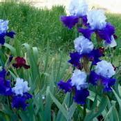 Tall Bearded Iris (Iris 'Over Alaska') in the Irises Database - Garden.org