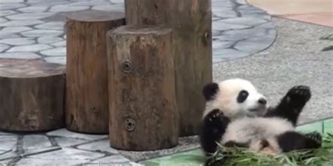 'Baby Pandas Falling Off Things' Does What It Says On The Tin | HuffPost UK