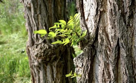 Le Guide Des Plantes Toxiques Pour Les Chevaux Et Poneys