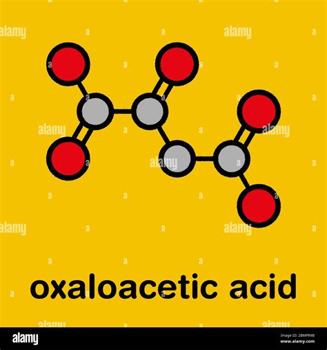 Oxaloacetic Acid Oxaloacetate Metabolic Intermediate Molecule