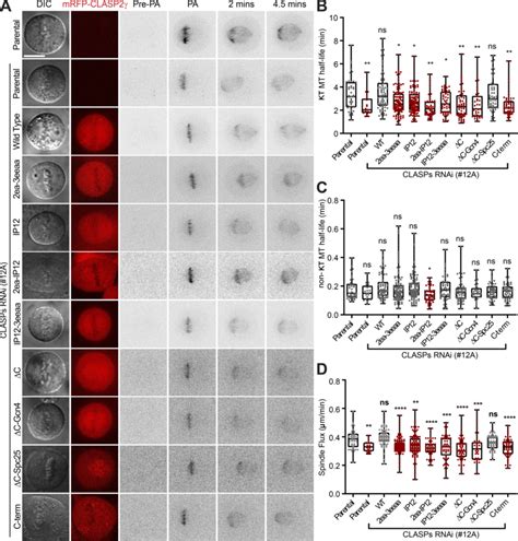 Multimodal Regulation Of Ktmt Dynamics By Clasp2 A Photoactivation