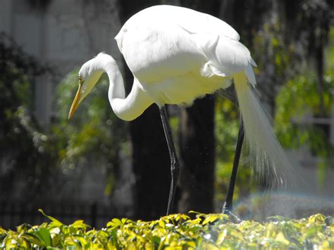 Fotos gratis naturaleza pájaro blanco flor solo aislado fauna