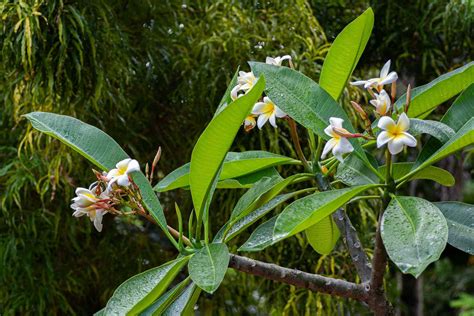 Florida Native Flowering Trees | Best Flower Site