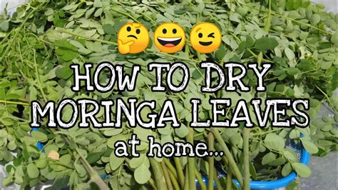 How To Dry Moringa Leaves Youtube