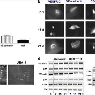 Expression of endothelial markers by early endothelial progenitor cells ...