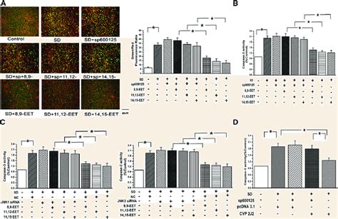 Eets Inhibited Paecs Apoptosis Via The Jnk C Jun Signaling Pathway A