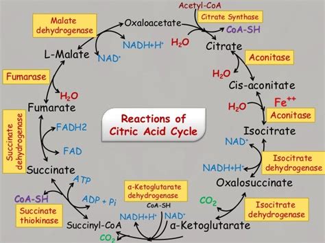 Citric Acid Cycle