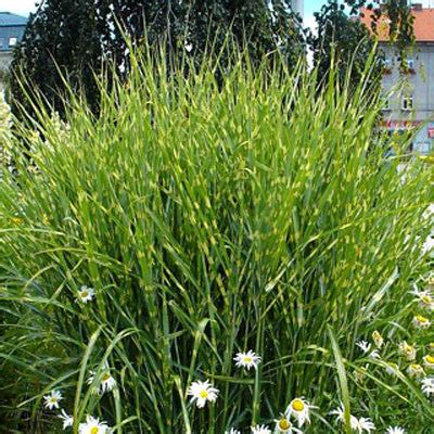 Zebra Grass for Sale Online – Greener Earth Nursery