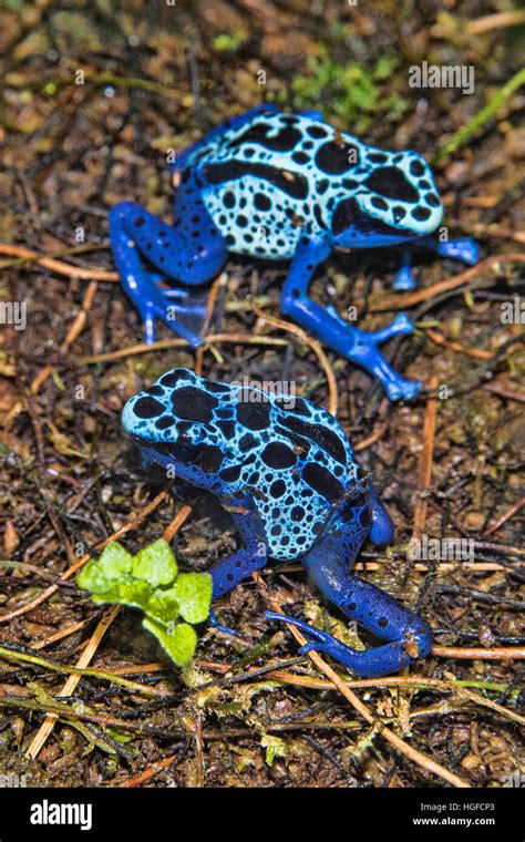 Blue Poison Dart Frog Fotografías E Imágenes De Alta Resolución Alamy