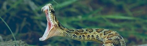 7 of The Most Dangerous Snakes in Costa Rica – InCostaRica