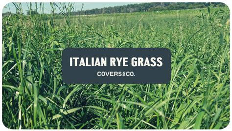 Italian Rye Grass — A Plant Diversity Company