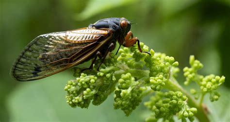 Cicadas 2024 See Photos Of The Rare Double Brood Emergence Across The Us