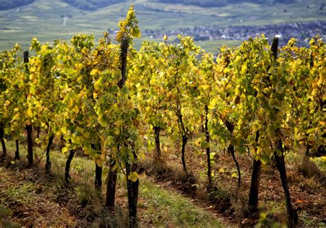 Alsace Grands Crus Wine Tour Private Day Trip From Mulhouse France