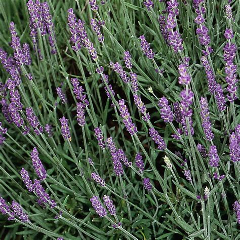 Lavandula Hidcote Products D Mmen Orange