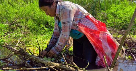 Avanza Proyecto De Restauración Del Ecosistema Manglar Radio Tgw